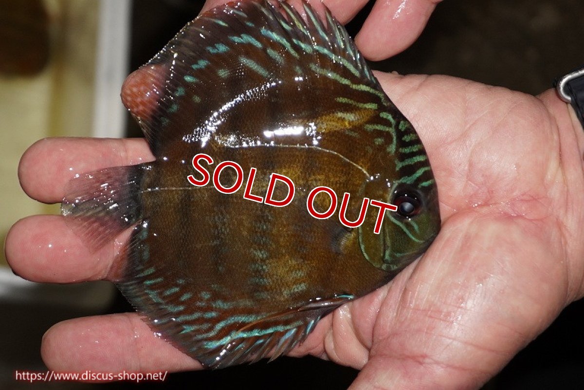 画像2: 【除夜の鐘38000円】【ワイルドディスカス】【通販】【３年ぶりの入荷】ラーゴクリペア レッド【個体販売】11-13cm（生体）クリペア産 (2)