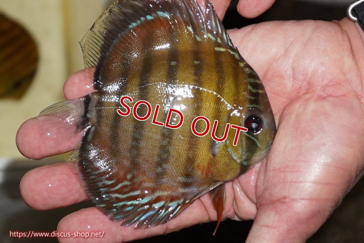 画像3: 【決算セール対象個体】【ワイルドディスカス】【通販】【３年ぶりの入荷】ラーゴクリペア レッド【個体販売】11-13cm（生体）クリペア産 (3)