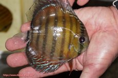 画像3: 【決算セール対象個体】【ワイルドディスカス】【通販】【３年ぶりの入荷】ラーゴクリペア レッド【個体販売】11-13cm（生体）クリペア産 (3)