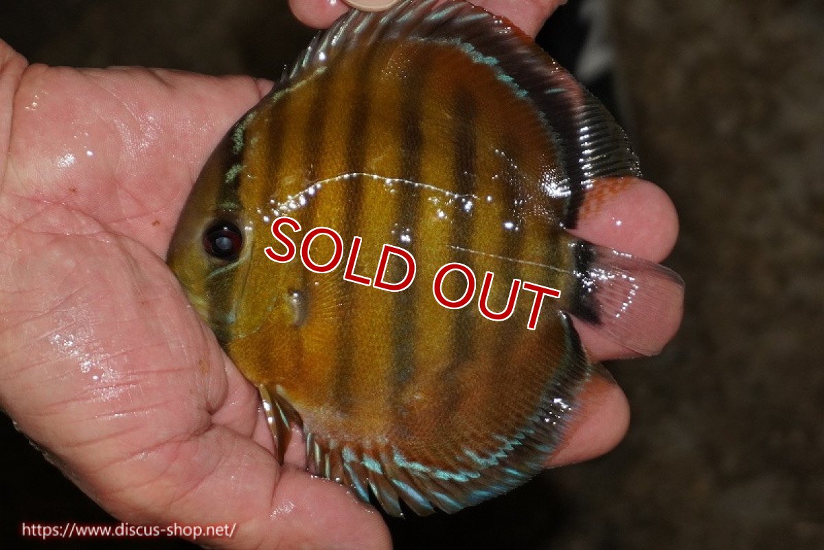 画像1: 【除夜の鐘38000円】【ワイルドディスカス】【通販】【３年ぶりの入荷】ラーゴクリペア レッド【個体販売】11-13cm（生体）クリペア産 (1)