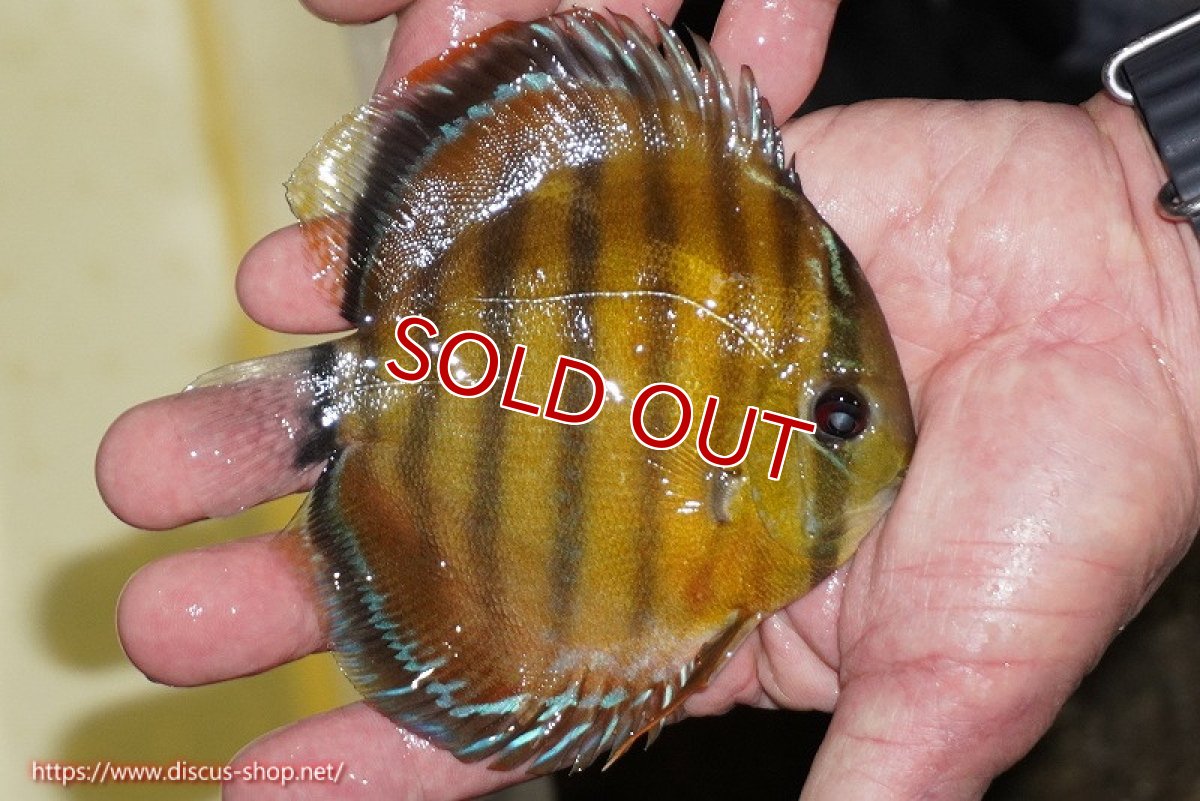 画像2: 【除夜の鐘38000円】【ワイルドディスカス】【通販】【３年ぶりの入荷】ラーゴクリペア レッド【個体販売】11-13cm（生体）クリペア産 (2)