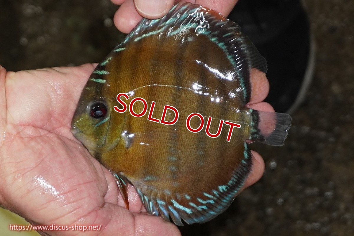 画像1: 【除夜の鐘38000円】【ワイルドディスカス】【通販】【３年ぶりの入荷】ラーゴクリペア レッド【個体販売】11-13cm（生体）クリペア産 (1)