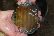 画像1: 【ワイルドディスカス】【通販】【３年ぶりの入荷】ラーゴクリペア レッド【個体販売】11-13cm（生体）クリペア産 (1)