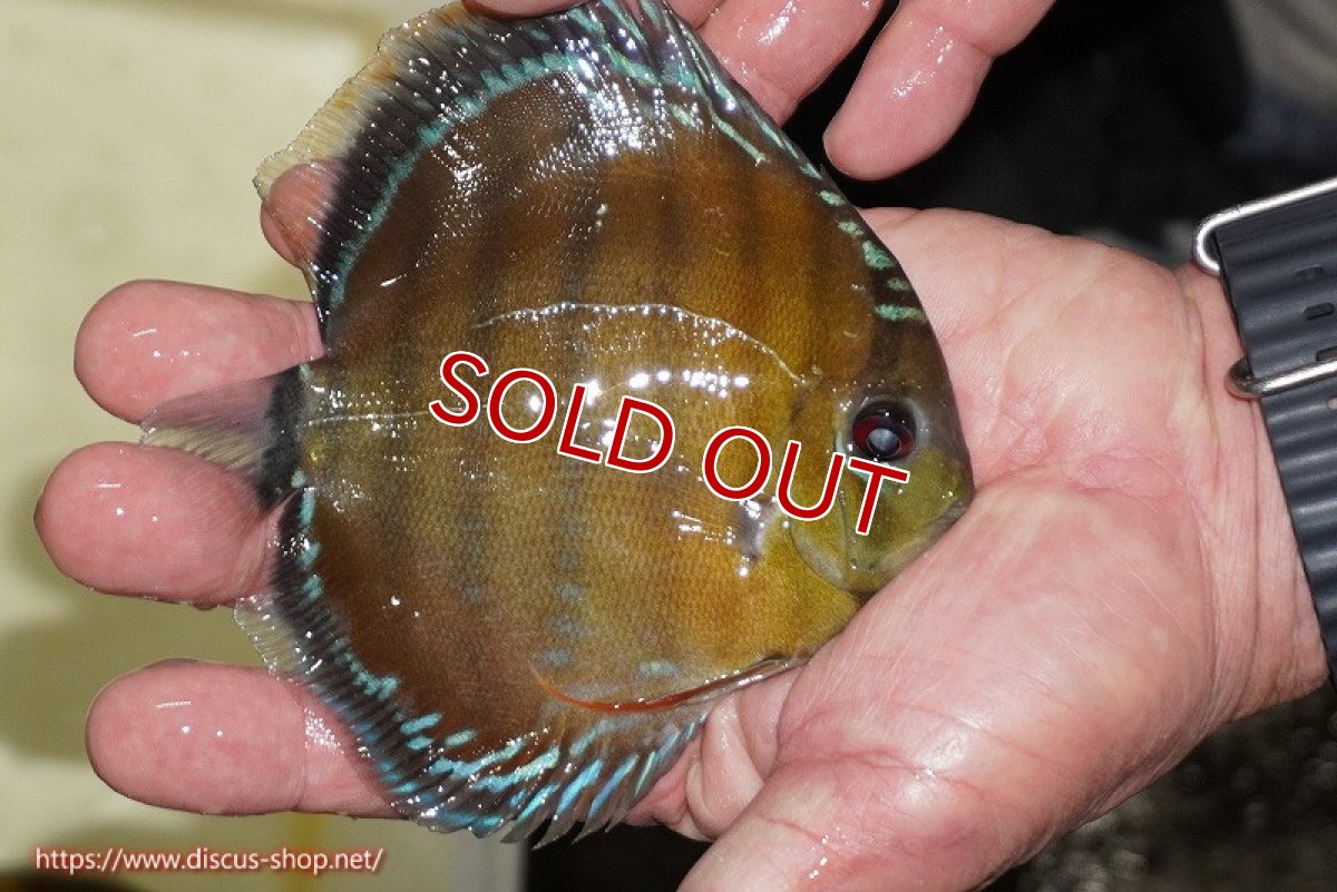 画像2: 【除夜の鐘38000円】【ワイルドディスカス】【通販】【３年ぶりの入荷】ラーゴクリペア レッド【個体販売】11-13cm（生体）クリペア産 (2)