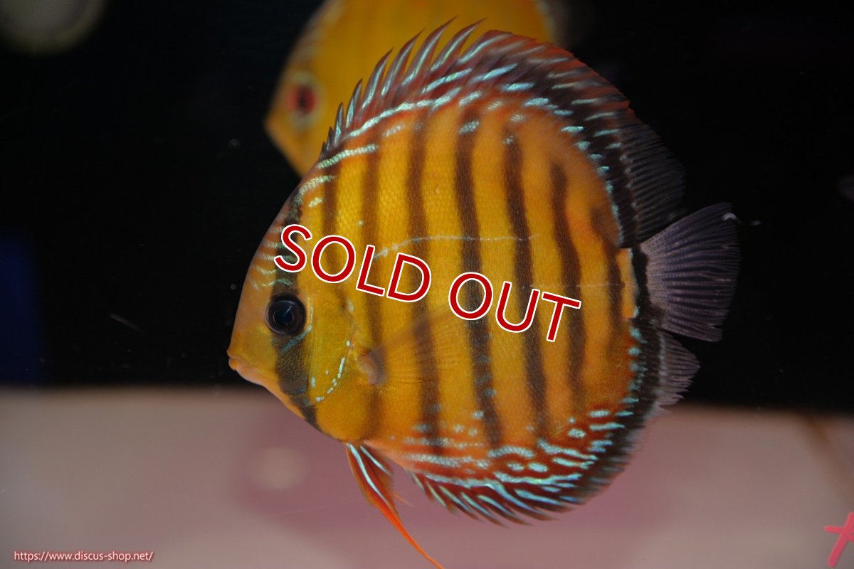 画像1: 【決算セール対象個体】【ワイルドディスカス】【通販】【３年ぶりの入荷】ラーゴクリペア レッド【個体販売】11-13cm（生体）クリペア産 (1)