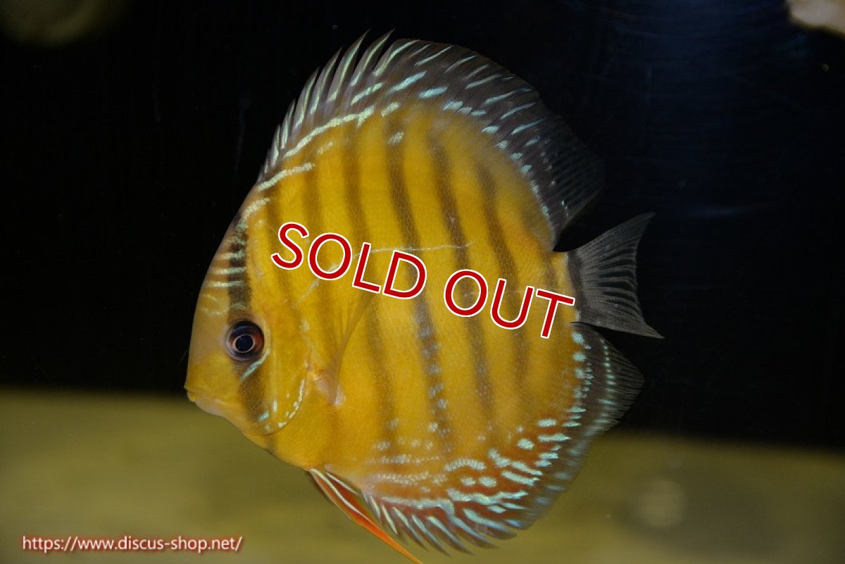 画像2: 【決算セール対象個体】【ワイルドディスカス】【通販】【３年ぶりの入荷】ラーゴクリペア レッド【個体販売】11-13cm（生体）クリペア産 (2)
