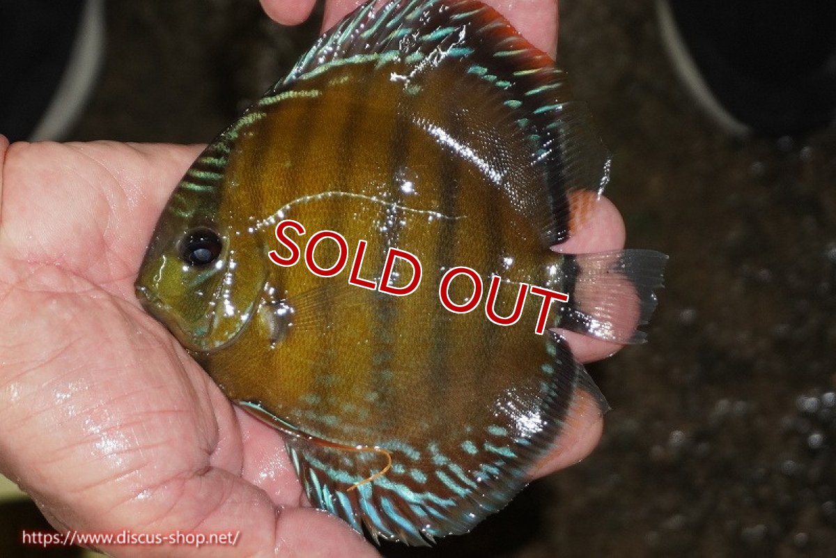 画像3: 【決算セール対象個体】【ワイルドディスカス】【通販】【３年ぶりの入荷】ラーゴクリペア レッド【個体販売】11-13cm（生体）クリペア産 (3)