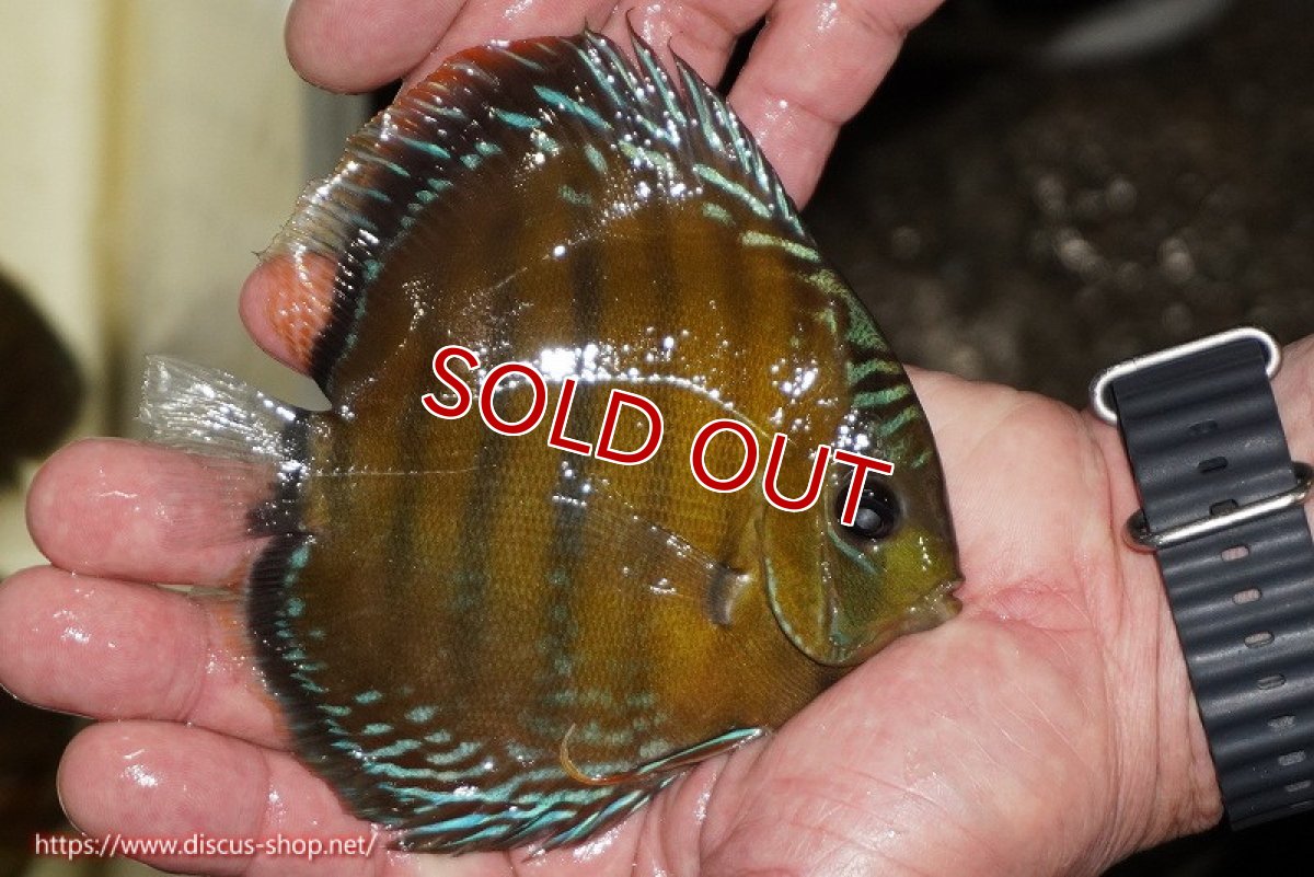 画像4: 【決算セール対象個体】【ワイルドディスカス】【通販】【３年ぶりの入荷】ラーゴクリペア レッド【個体販売】11-13cm（生体）クリペア産 (4)