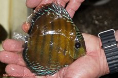 画像4: 【決算セール対象個体】【ワイルドディスカス】【通販】【３年ぶりの入荷】ラーゴクリペア レッド【個体販売】11-13cm（生体）クリペア産 (4)