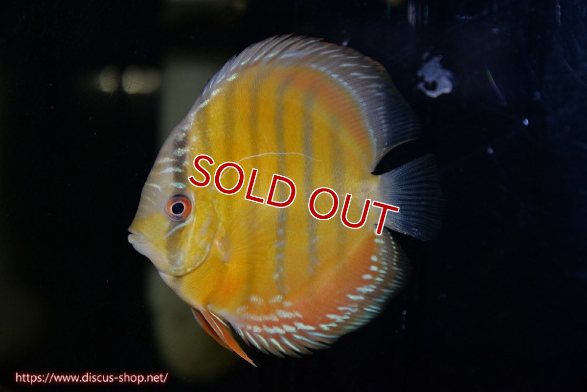 画像1: 【決算セール対象個体】【ワイルドディスカス】【通販】【３年ぶりの入荷】ラーゴクリペア レッド【個体販売】11-13cm（生体）クリペア産 (1)