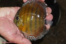 画像1: 【ワイルドディスカス】【通販】【３年ぶりの入荷】ラーゴクリペア レッド【個体販売】11-13cm（生体）クリペア産 (1)