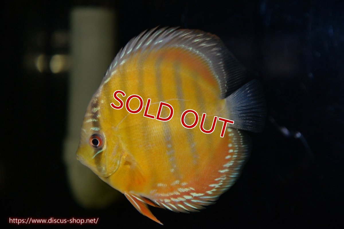 画像2: 【決算セール対象個体】【ワイルドディスカス】【通販】【３年ぶりの入荷】ラーゴクリペア レッド【個体販売】11-13cm（生体）クリペア産 (2)