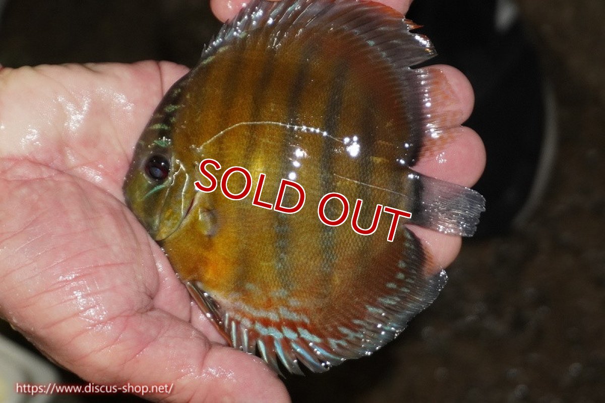 画像3: 【決算セール対象個体】【ワイルドディスカス】【通販】【３年ぶりの入荷】ラーゴクリペア レッド【個体販売】11-13cm（生体）クリペア産 (3)