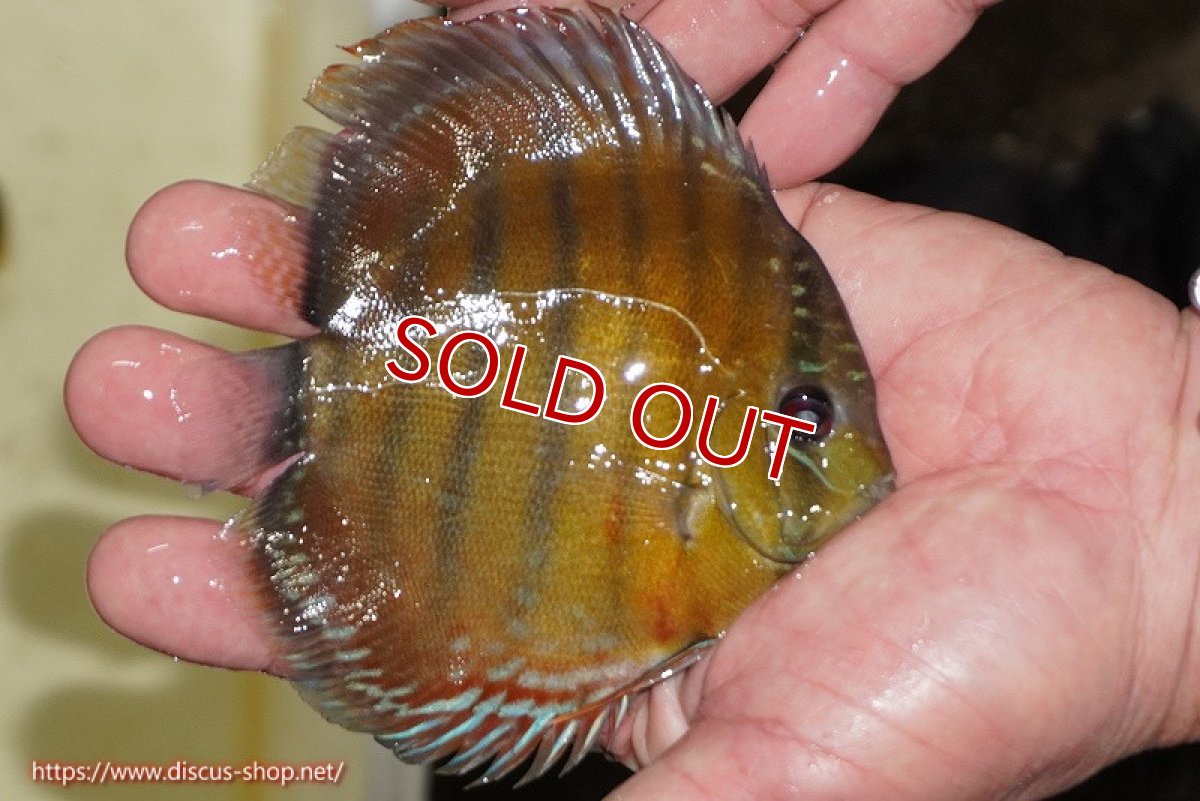 画像4: 【決算セール対象個体】【ワイルドディスカス】【通販】【３年ぶりの入荷】ラーゴクリペア レッド【個体販売】11-13cm（生体）クリペア産 (4)