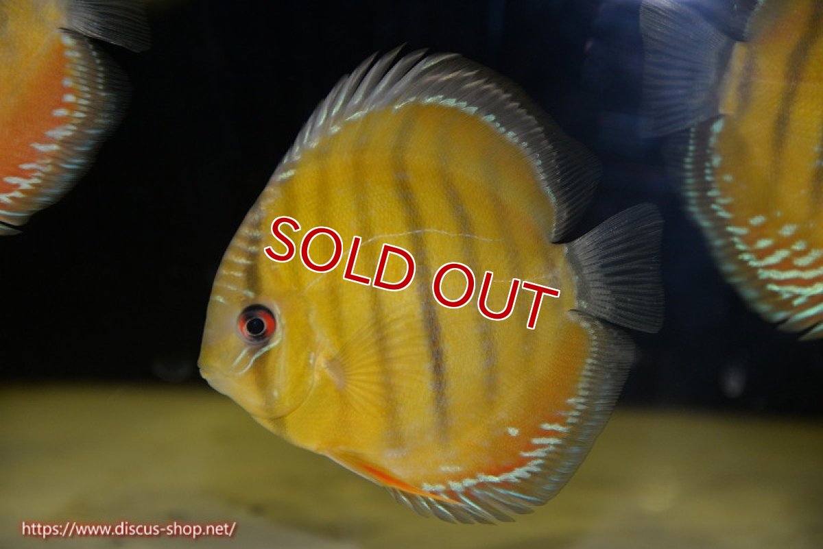 画像1: 【決算セール対象個体】【ワイルドディスカス】【通販】【３年ぶりの入荷】ラーゴクリペア レッド【個体販売】11-13cm（生体）クリペア産 (1)