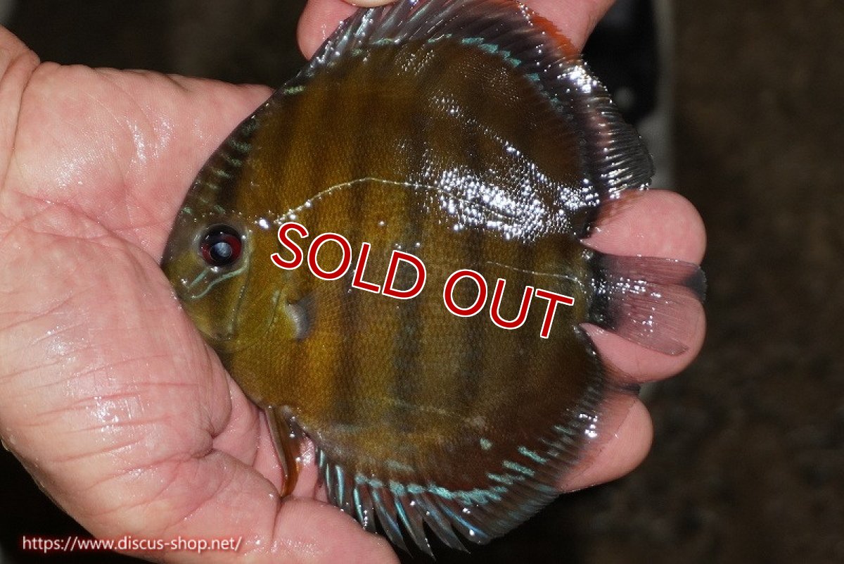 画像2: 【決算セール対象個体】【ワイルドディスカス】【通販】【３年ぶりの入荷】ラーゴクリペア レッド【個体販売】11-13cm（生体）クリペア産 (2)