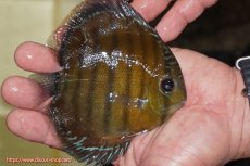 画像2: 【ワイルドディスカス】【通販】【３年ぶりの入荷】ラーゴクリペア レッド【個体販売】11-13cm（生体）クリペア産 (2)