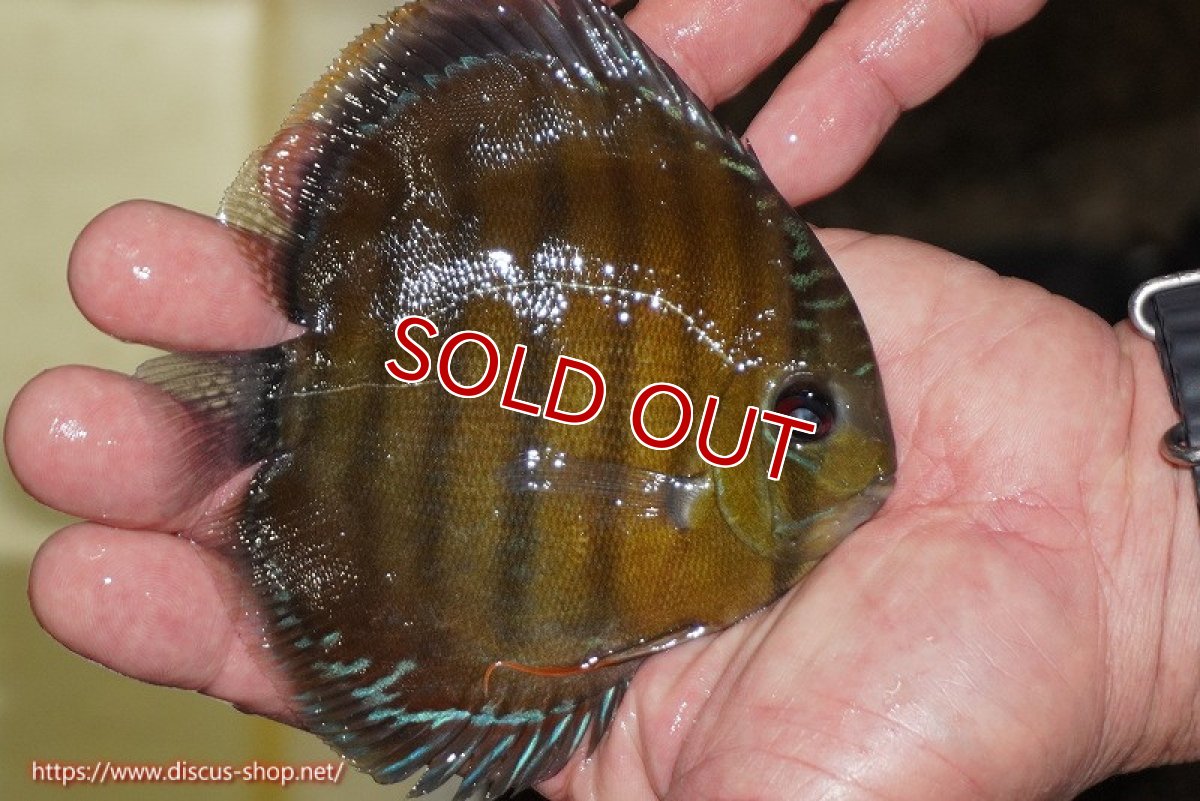 画像3: 【決算セール対象個体】【ワイルドディスカス】【通販】【３年ぶりの入荷】ラーゴクリペア レッド【個体販売】11-13cm（生体）クリペア産 (3)