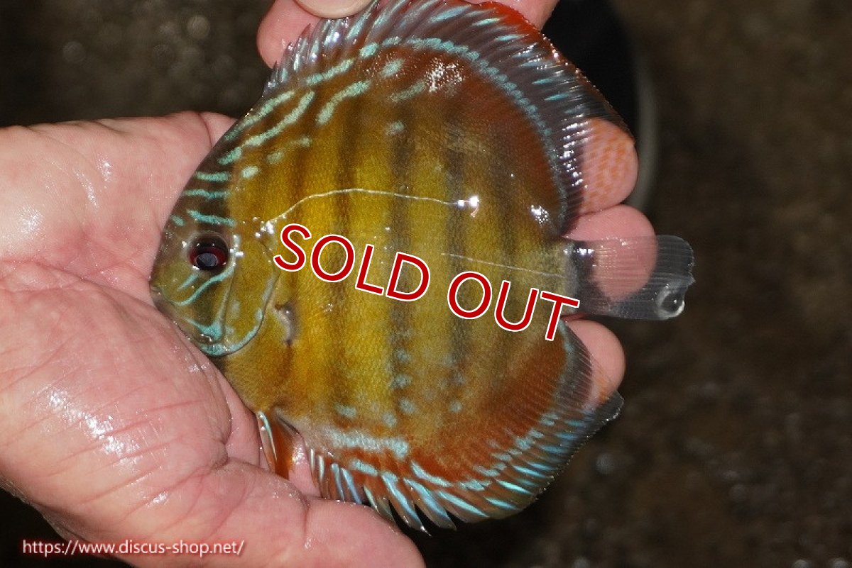 画像1: 【除夜の鐘38000円】【ワイルドディスカス】【通販】【３年ぶりの入荷】ラーゴクリペア レッド【個体販売】11-13cm（生体）クリペア産 (1)