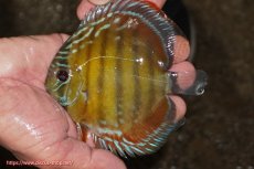 画像1: 【ワイルドディスカス】【通販】【３年ぶりの入荷】ラーゴクリペア レッド【個体販売】11-13cm（生体）クリペア産 (1)