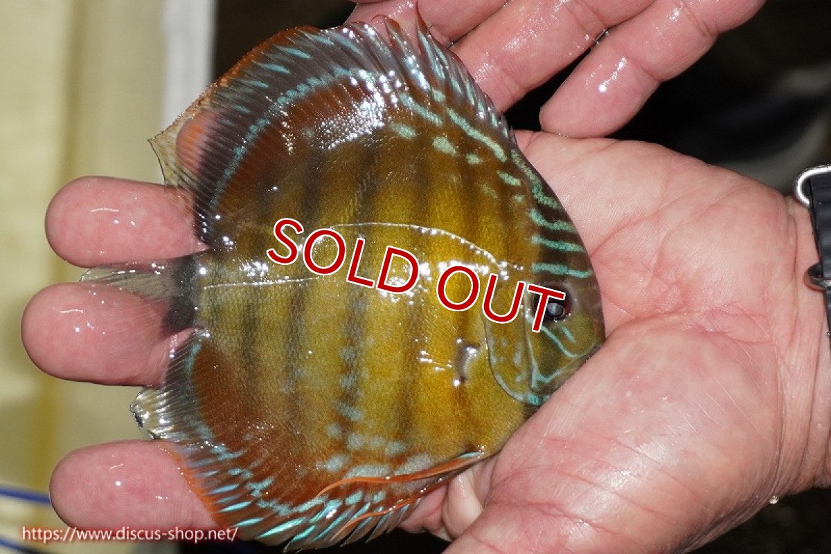 画像2: 【除夜の鐘38000円】【ワイルドディスカス】【通販】【３年ぶりの入荷】ラーゴクリペア レッド【個体販売】11-13cm（生体）クリペア産 (2)