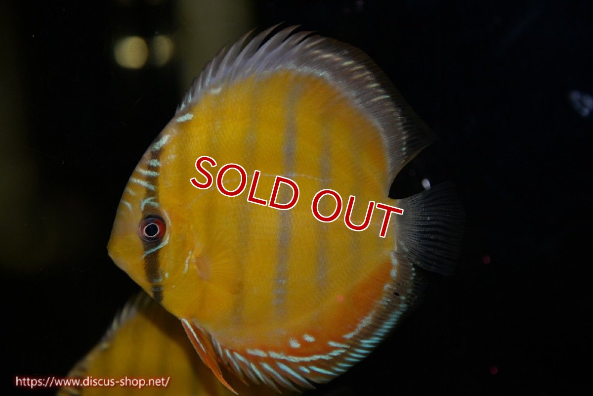 画像1: 【決算セール対象個体】【ワイルドディスカス】【通販】【３年ぶりの入荷】ラーゴクリペア スーパーレッド【個体販売】12-13cm（生体）クリペア産 (1)