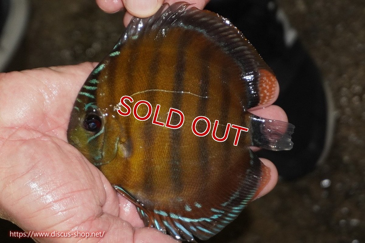 画像2: 【決算セール対象個体】【ワイルドディスカス】【通販】【３年ぶりの入荷】ラーゴクリペア スーパーレッド【個体販売】12-13cm（生体）クリペア産 (2)