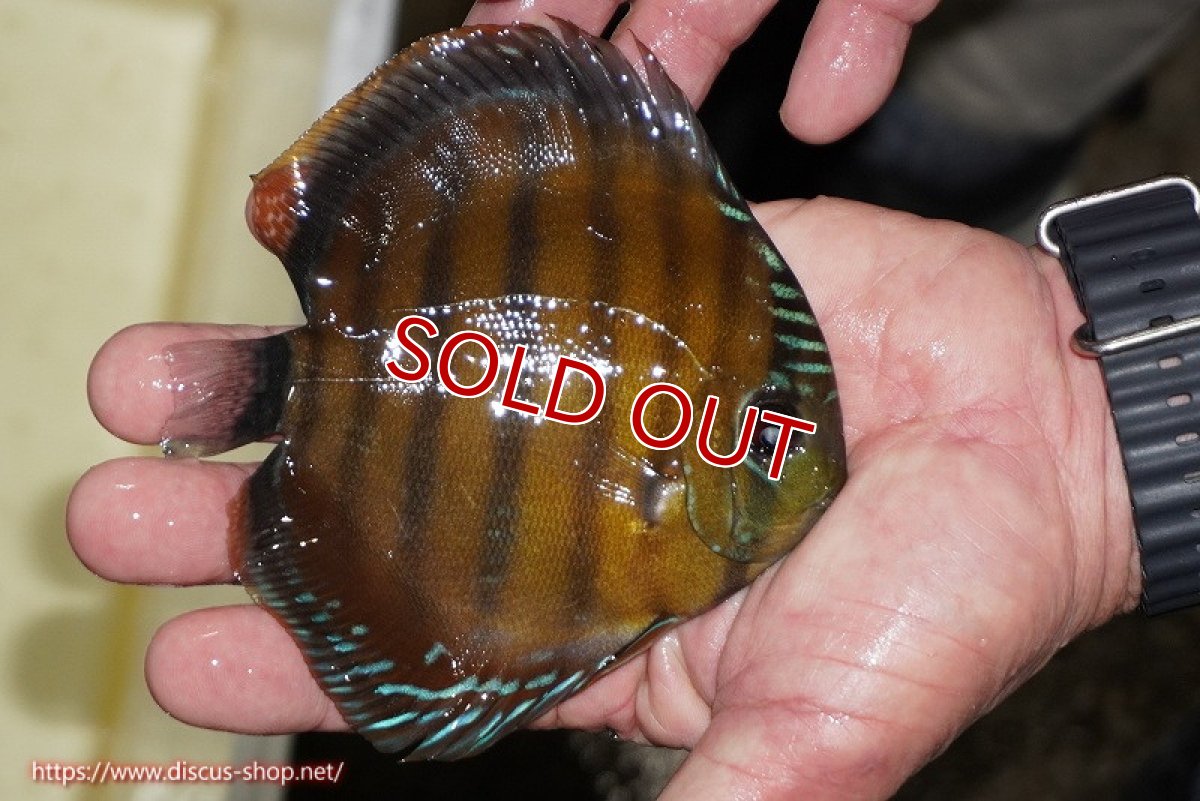 画像3: 【決算セール対象個体】【ワイルドディスカス】【通販】【３年ぶりの入荷】ラーゴクリペア スーパーレッド【個体販売】12-13cm（生体）クリペア産 (3)