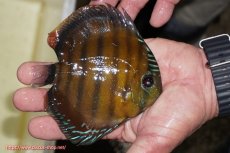 画像3: 【決算セール対象個体】【ワイルドディスカス】【通販】【３年ぶりの入荷】ラーゴクリペア スーパーレッド【個体販売】12-13cm（生体）クリペア産 (3)