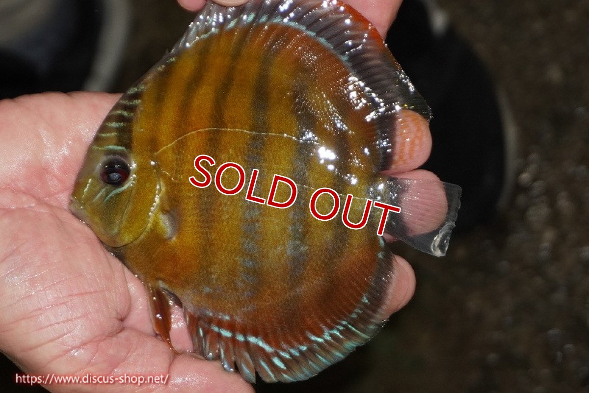 画像1: 【除夜の鐘48000円】【ワイルドディスカス】【通販】【３年ぶりの入荷】ラーゴクリペア スーパーレッド【個体販売】12-13cm（生体）クリペア産 (1)