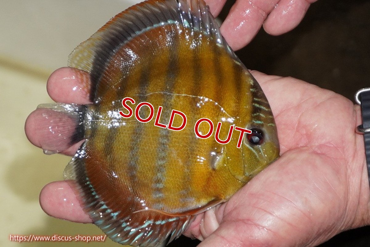 画像2: 【除夜の鐘48000円】【ワイルドディスカス】【通販】【３年ぶりの入荷】ラーゴクリペア スーパーレッド【個体販売】12-13cm（生体）クリペア産 (2)