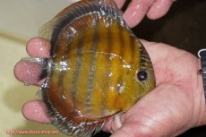 画像2: 【ワイルドディスカス】【通販】【３年ぶりの入荷】ラーゴクリペア スーパーレッド【個体販売】12-13cm（生体）クリペア産 (2)