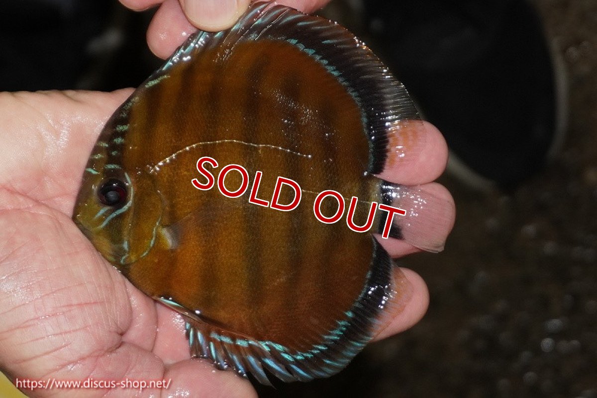 画像1: 【除夜の鐘48000円】【ワイルドディスカス】【通販】【３年ぶりの入荷】ラーゴクリペア スーパーレッド【個体販売】12-13cm（生体）クリペア産 (1)