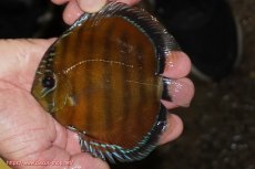 画像1: 【ワイルドディスカス】【通販】【３年ぶりの入荷】ラーゴクリペア スーパーレッド【個体販売】12-13cm（生体）クリペア産 (1)