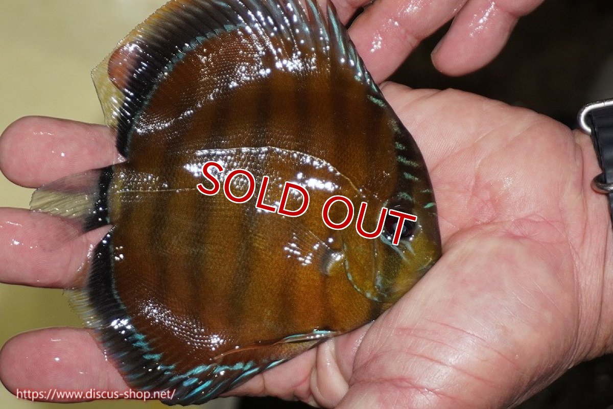 画像2: 【除夜の鐘48000円】【ワイルドディスカス】【通販】【３年ぶりの入荷】ラーゴクリペア スーパーレッド【個体販売】12-13cm（生体）クリペア産 (2)