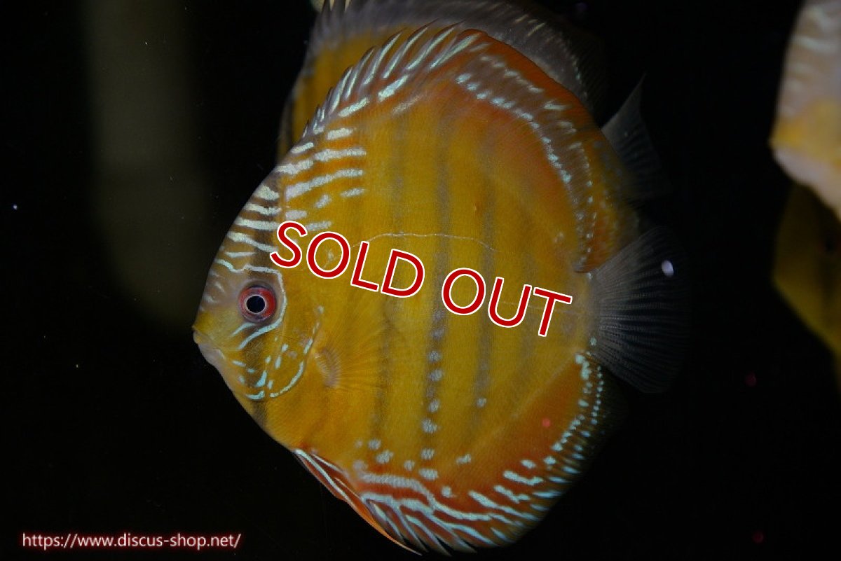 画像1: 【決算セール対象個体】【ワイルドディスカス】【通販】【３年ぶりの入荷】ラーゴクリペア スーパーレッド【個体販売】12-13cm（生体）クリペア産 (1)