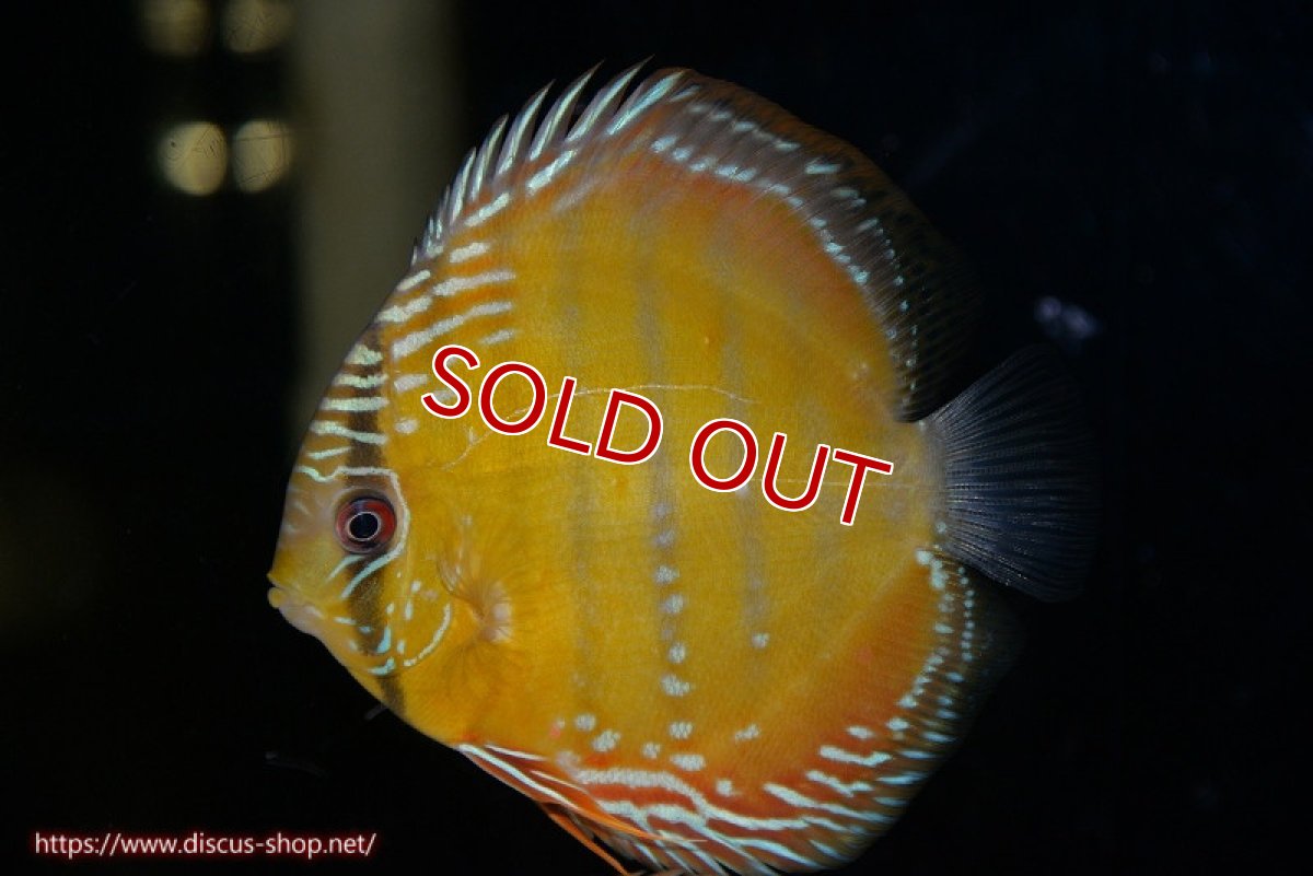 画像2: 【決算セール対象個体】【ワイルドディスカス】【通販】【３年ぶりの入荷】ラーゴクリペア スーパーレッド【個体販売】12-13cm（生体）クリペア産 (2)