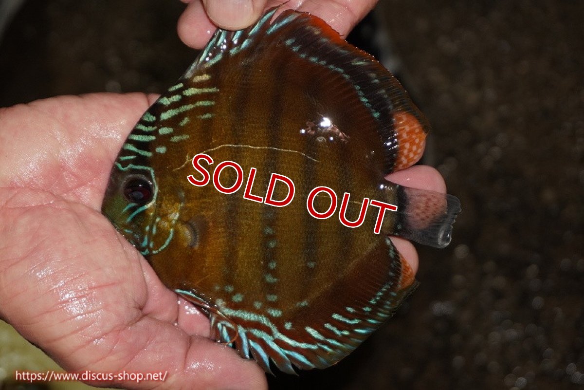 画像3: 【決算セール対象個体】【ワイルドディスカス】【通販】【３年ぶりの入荷】ラーゴクリペア スーパーレッド【個体販売】12-13cm（生体）クリペア産 (3)