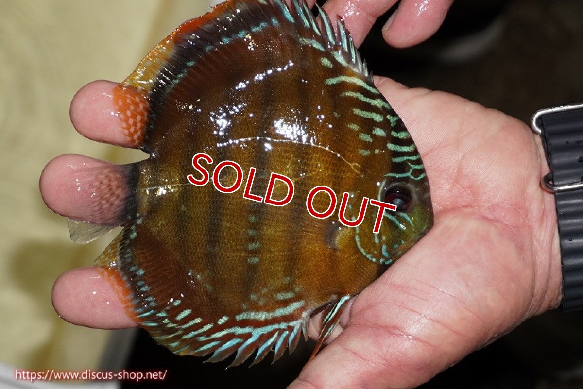 画像4: 【決算セール対象個体】【ワイルドディスカス】【通販】【３年ぶりの入荷】ラーゴクリペア スーパーレッド【個体販売】12-13cm（生体）クリペア産 (4)