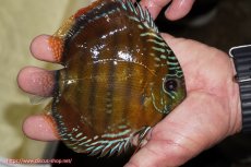 画像4: 【決算セール対象個体】【ワイルドディスカス】【通販】【３年ぶりの入荷】ラーゴクリペア スーパーレッド【個体販売】12-13cm（生体）クリペア産 (4)