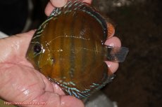 画像1: 【ワイルドディスカス】【通販】【３年ぶりの入荷】ラーゴクリペア スーパーレッド【個体販売】12-13cm（生体）クリペア産 (1)