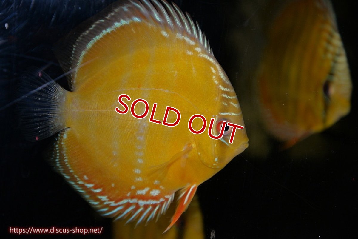 画像2: 【決算セール対象個体】【ワイルドディスカス】【通販】【３年ぶりの入荷】ラーゴクリペア スーパーレッド【個体販売】12-13cm（生体）クリペア産 (2)