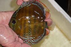 画像1: 【ワイルドディスカス】【通販】【３年ぶりの入荷】ラーゴクリペア スーパーレッド【個体販売】12-13cm（生体）クリペア産 (1)