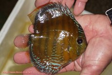 画像3: 【決算セール対象個体】【ワイルドディスカス】【通販】【３年ぶりの入荷】ラーゴクリペア スーパーレッド【個体販売】12-13cm（生体）クリペア産 (3)