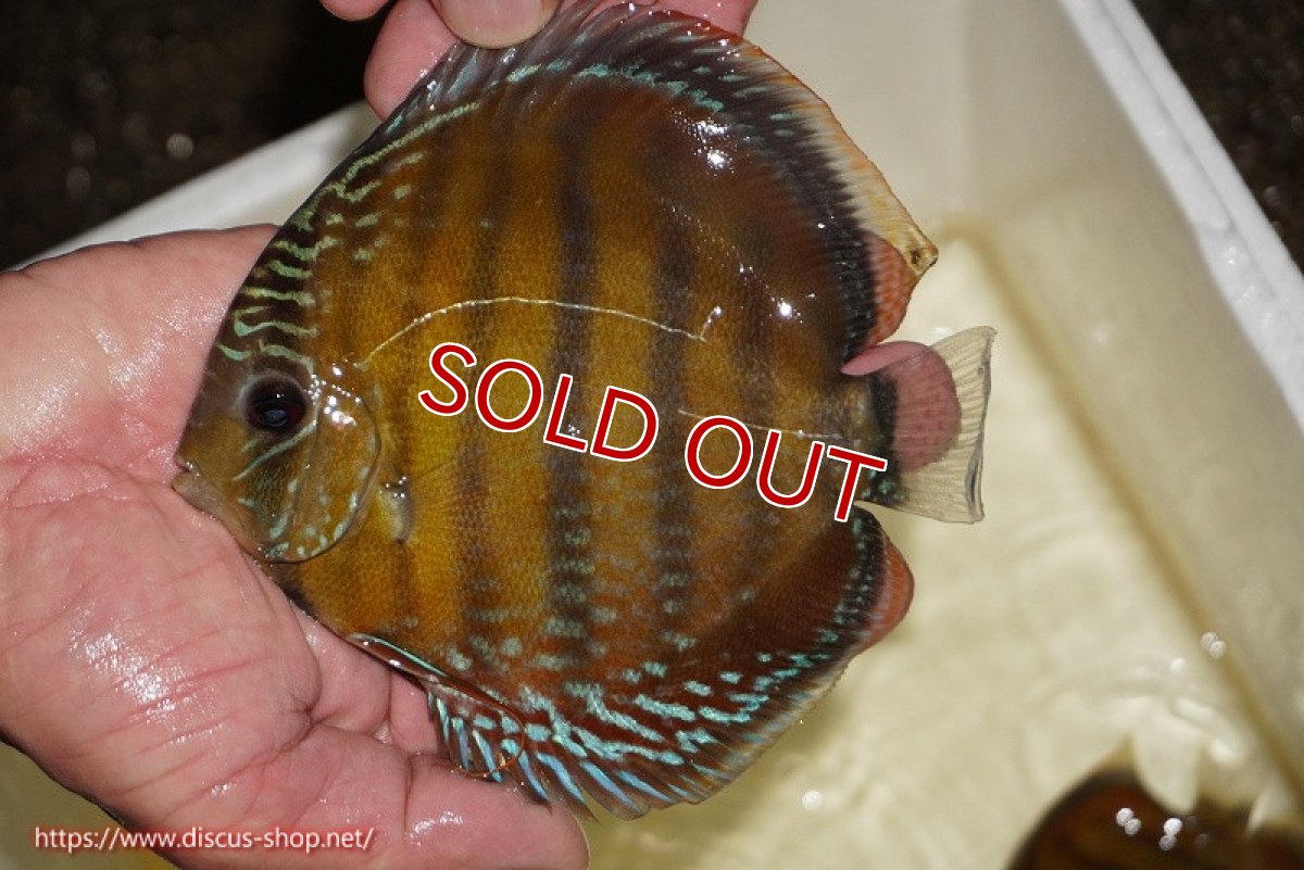 画像2: 【ワイルドディスカス】【通販】【３年ぶりの入荷】ラーゴクリペア スーパーレッド【個体販売】12-13cm（生体）クリペア産 (2)