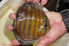 画像2: 【ワイルドディスカス】【通販】【３年ぶりの入荷】ラーゴクリペア スーパーレッド【個体販売】12-13cm（生体）クリペア産 (2)