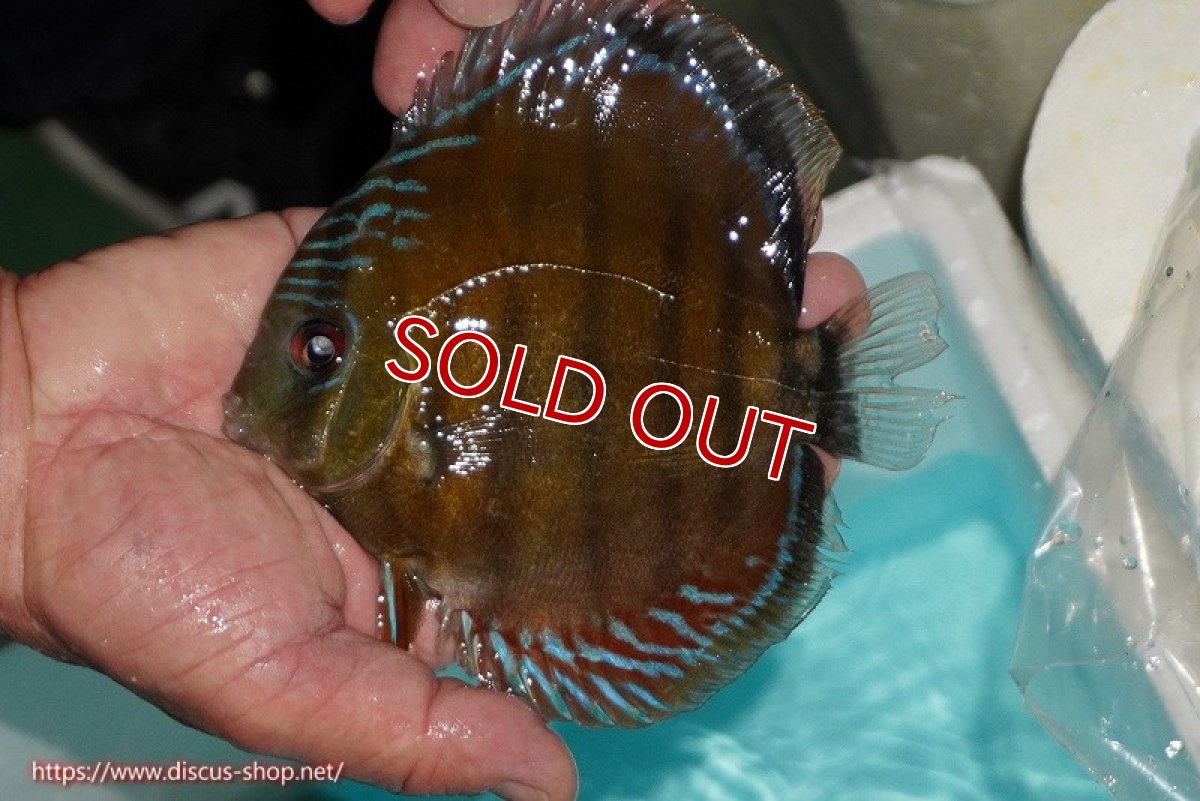 画像1: 【ワイルドディスカス】【通販】【紅赤必至の産地】ラーゴイナヌ レッドデヴィル【個体販売】14-15cm（生体）イナヌ産 (1)