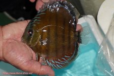 画像1: 【ワイルドディスカス】【通販】【紅赤必至の産地】ラーゴイナヌ レッドデヴィル【個体販売】14-15cm（生体）イナヌ産 (1)