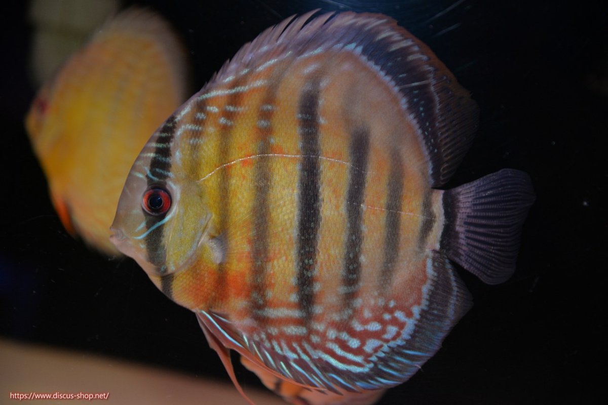 画像1: 【ワイルドディスカス】【通販】【紅赤必至の産地】ラーゴイナヌ レッドデヴィル【個体販売】14-15cm（生体）イナヌ産 (1)