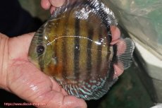 画像1: 【ワイルドディスカス】【通販】【紅赤必至の産地】ラーゴイナヌ レッドデヴィル【個体販売】14-15cm（生体）イナヌ産 (1)